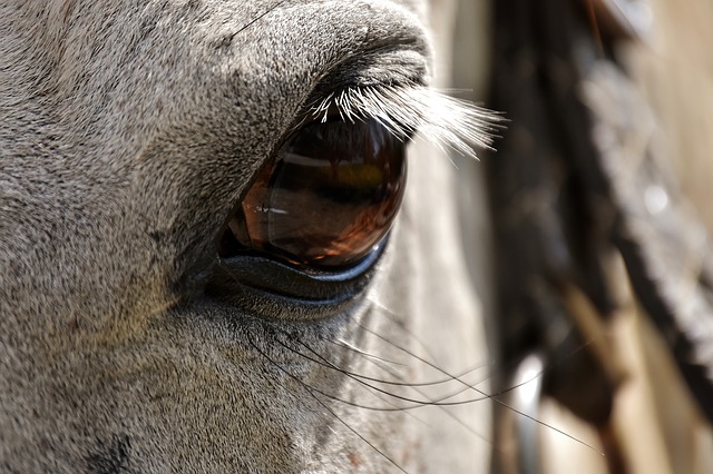 horse eye