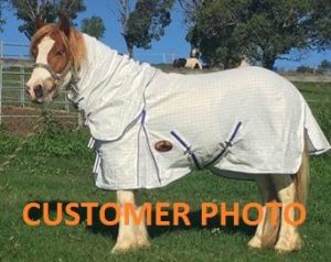 horse clothes, horse blanket, horse sheet,