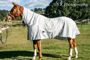 cotton horse rugs, horse rugs online