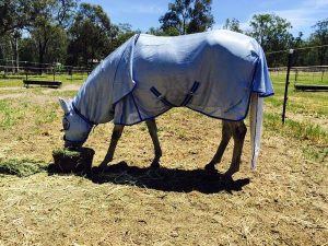 blue colour meshed horse rug with hood