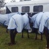 horse rugs Australia, horse rug combo, horse rug combo online