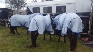 horse rugs Australia, horse rug combo, horse rug combo online