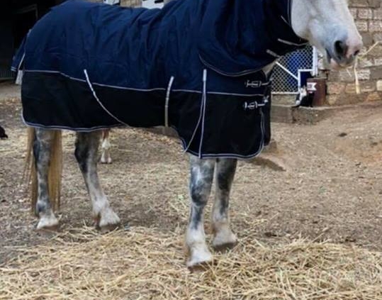 winter horse rugs