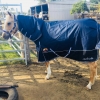 horse rug supplier Australia wide