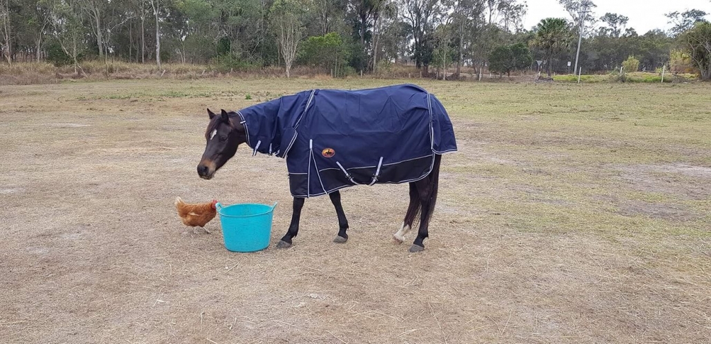 best winter horse rugs