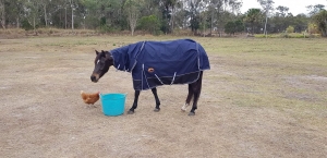 best winter horse rugs