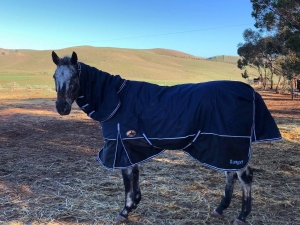 affordable horse rugs