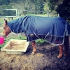 Comfortable horse rugs