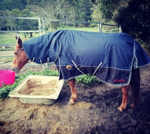 Comfortable horse rugs