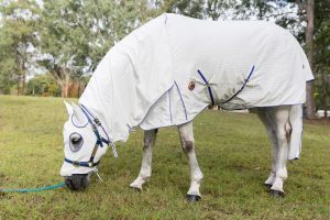 horse rugs melbourne, horse rugs st kilda, horse rugs bendigo, horse rugs geelong