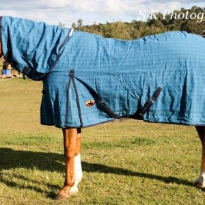 canvas horse combo rugs