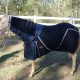 Horse Rugs Australia, Horse rugs Queensland