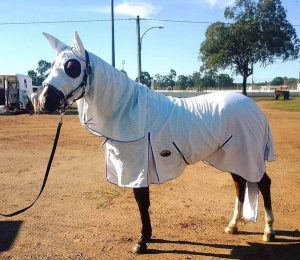 horse rugs, horse clothes, horse protection