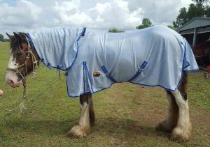 summer horse rug care