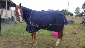 doona combo rainsheet horse gear,