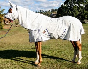 horse protection, horse insect free, horse pest free, fly rugs, stable rugs