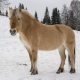 pony in the snow