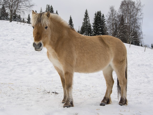 pony in the snow