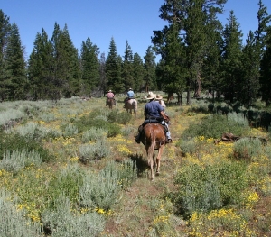 horse, horse riding