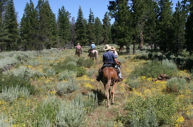 horse, horse riding