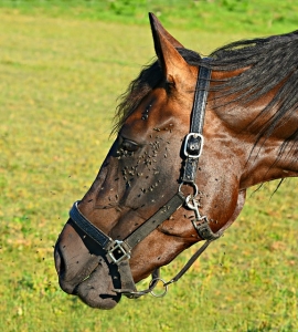 Horse needs horse rugs