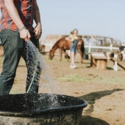 horses feeding and water