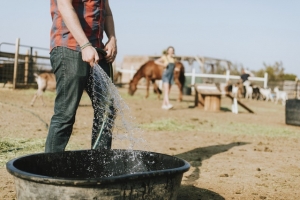 horses feeding and water