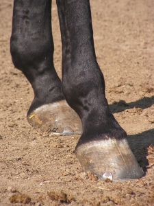 horse hoof