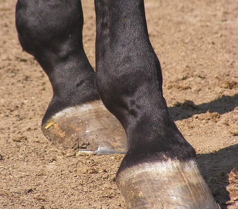 horse hoof