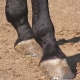 horse hoof