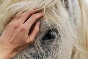 preventable horse diseases