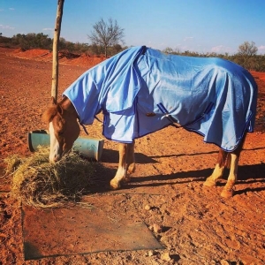 summer horse rugs, summer horse gear, horse gear australia