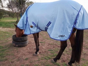 horse blanket, horse sheet, horse gear, horse rugs