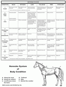 horse body condition
