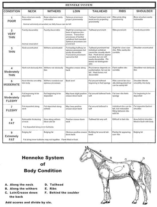Horse Weight Chart