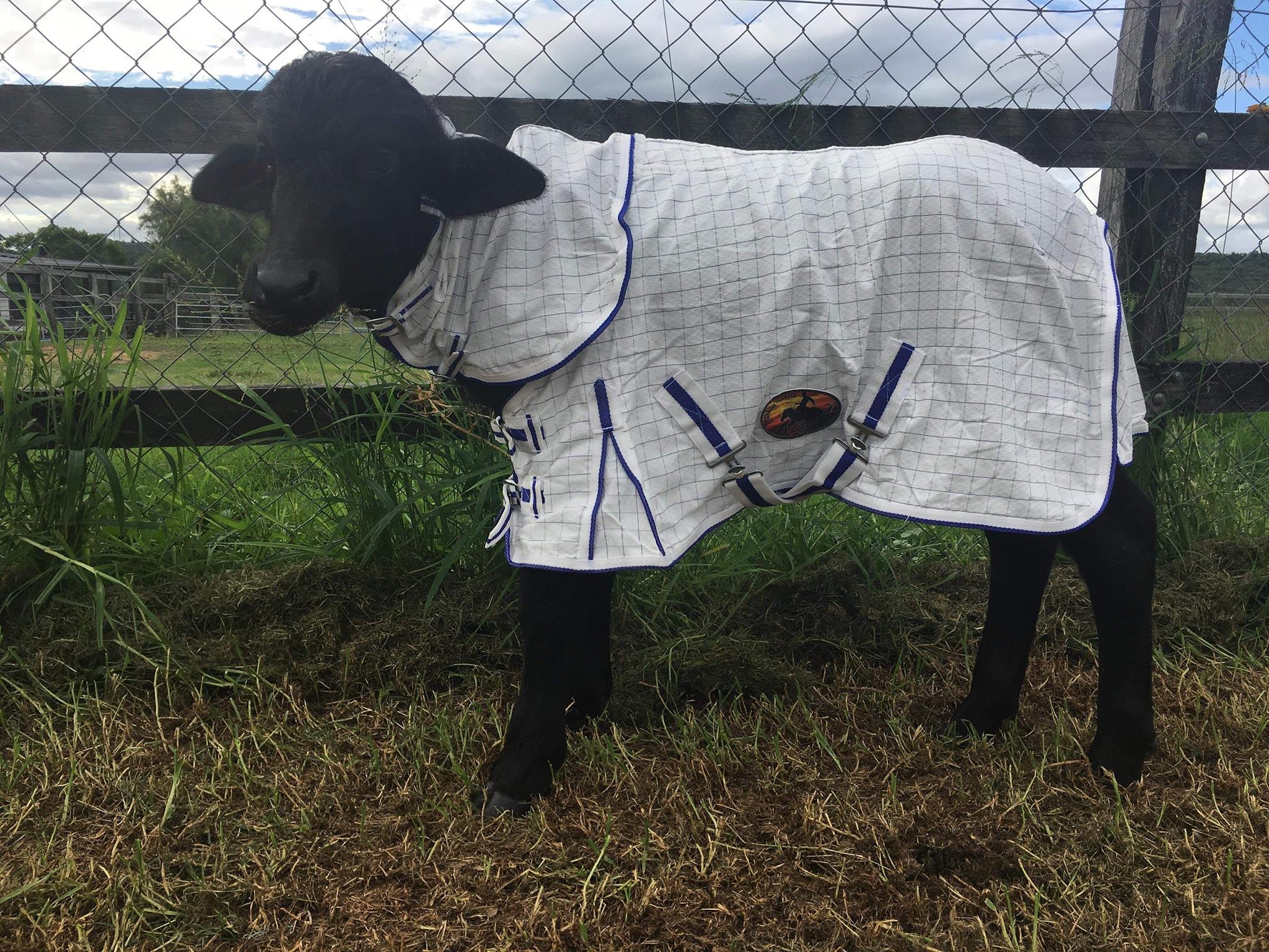 Australian Horse Rug Size Chart Carpet Vidalondon