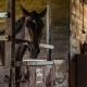 Horse inside of its stables