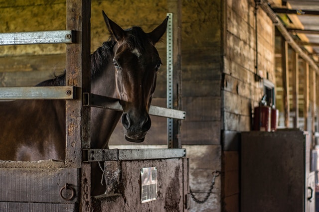 Horse inside of its stables