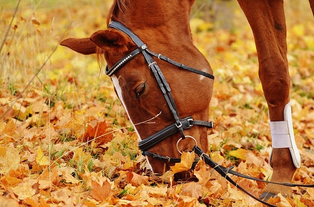 horse riding trails