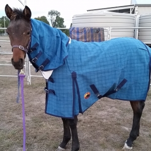 horse rugs Queensland