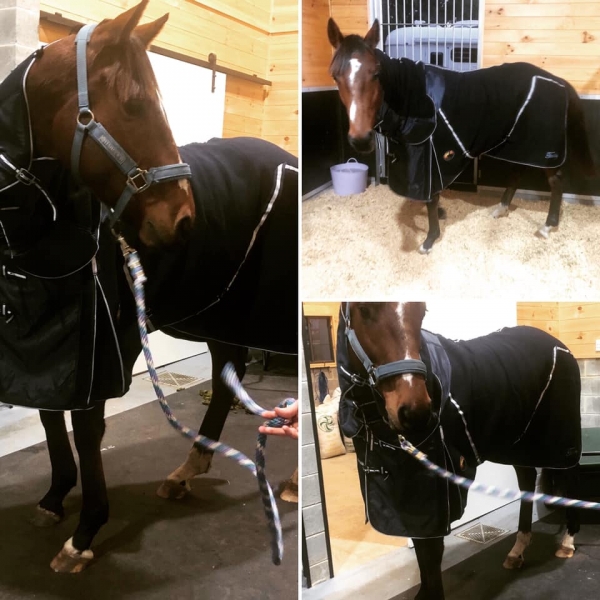 Quality Horse Rugs Recent Testimonials Bang For Your Buck Horsegear