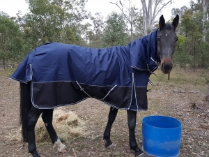 Quality Horse rugs Australia