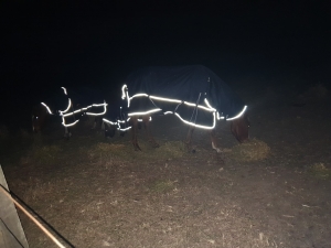 Winter horse rugs at night