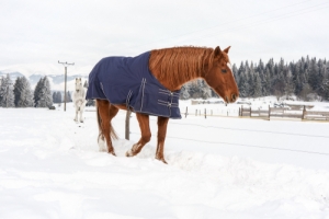 horse rugs