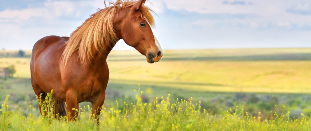 tick free horse in field not wearing horse rug