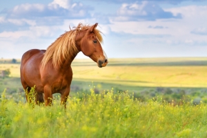 tick free horse in field not wearing horse rug