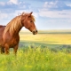 tick free horse in field not wearing horse rug