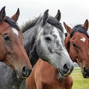 summer horse rugs