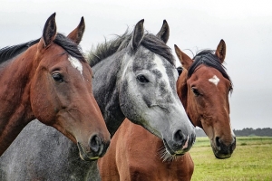 summer horse rugs