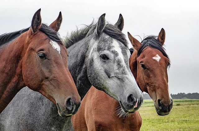 summer horse rugs